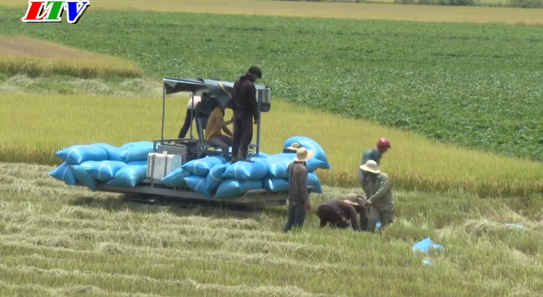 Nông dân xã Buôn Triết bước vào thu hoạch lúa vụ đông xuân