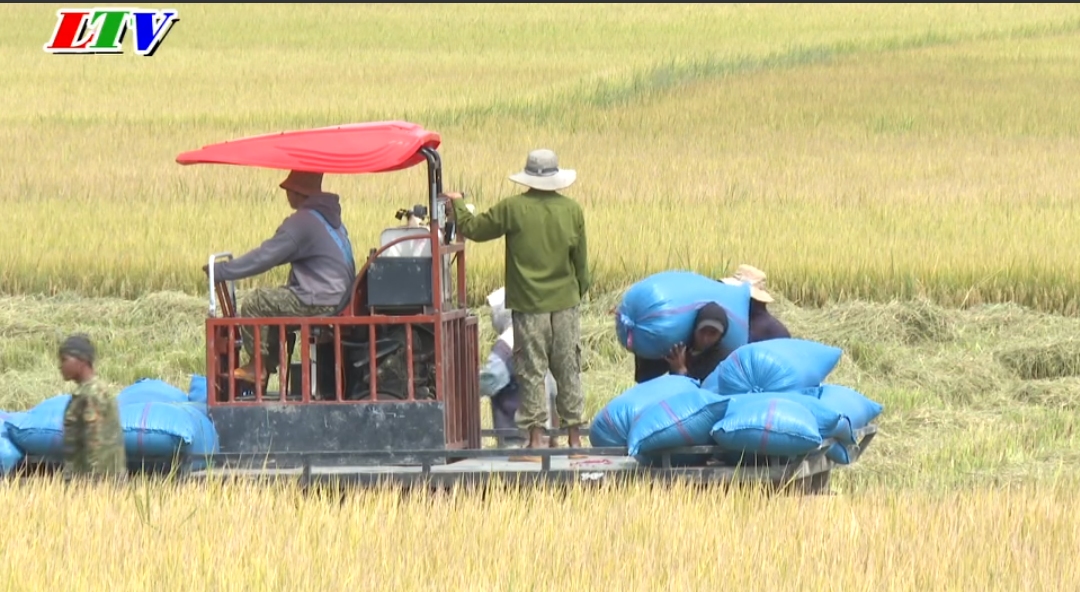 Bà con Đăk Nuê tập trung vụ thu hoạch lúa vụ Đông Xuân 2023 – 2024