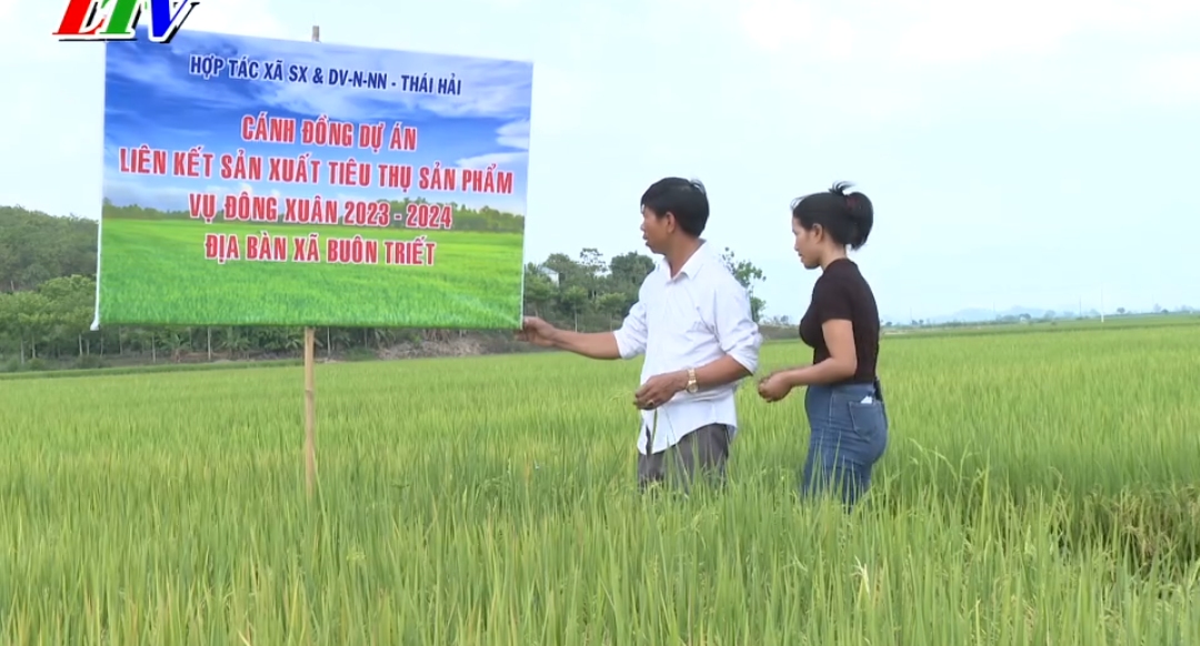Năng suất lúa VietGap huyện Lắk ước đạt trên 90 tạ/ha