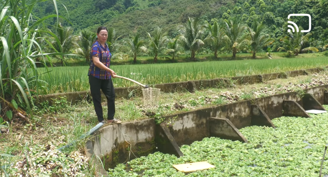 Nuôi ốc bươu đen hướng đi mới của hội viên phụ nữ Buôn Tung 3,  xã Buôn Triết