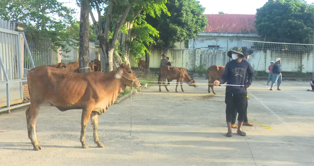 Xã Nam Ka trao 31 con bò giống sinh sản cho hộ nghèo và cận nghèo